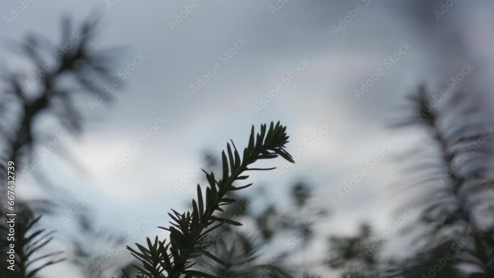 Extreme close up static shot of a branch of a fir tree as it blows in the wind providing a cool and autumnal atmosphere on a cold morning Extreme close up static shot of a branch of a fir tree as it blows in the wind providing a cool and autumnal atmosphere on a cold morning
