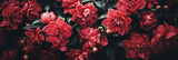 Beautiful red peony flowers