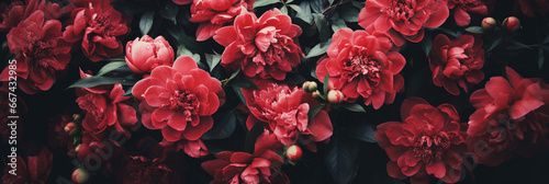 Beautiful red peony flowers © Tierney