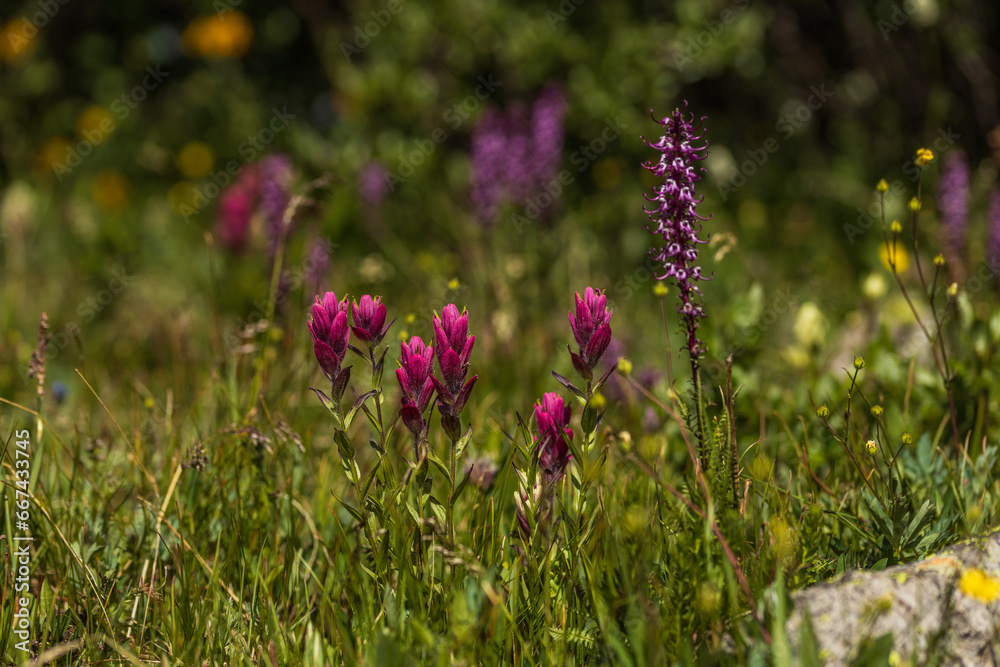 Obraz premium Wild mountain flowers blooming in the summer afternoon light