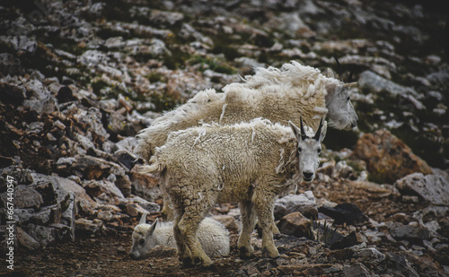 sheep in the mountains © Brad