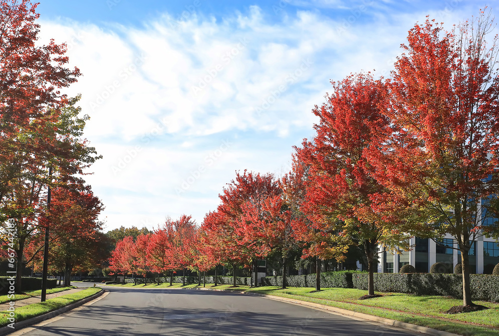 Fall foliage in North Carolina,  USA, colorful row of red maple trees. 