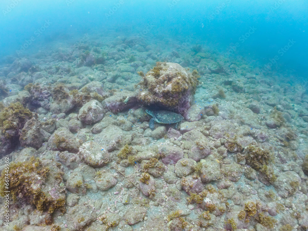 ヒリゾ浜の美しく大きなアオウミガメ（ウミガメ科）。

静岡県伊豆半島賀茂郡南伊豆町中木から渡し船で渡るヒリゾ浜にて。
2023年10月22日水中撮影。

The Beautiful and big Green sea turtle. 

HIRIZO Beach, Nakagi, South IZU, Kamo-gun, Izu Peninsula, Shizuoka, Japan,
Photo 