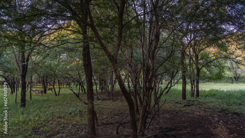 Wild Nilgai antelope graze in the shady jungle among the trees. Green grass in a forest clearing. India. Ranthambore National Park.