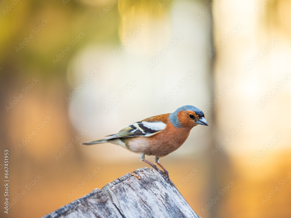 Fototapeta premium Common chaffinch, Fringilla coelebs, sits on a tree. Common chaffinch in wildlife.