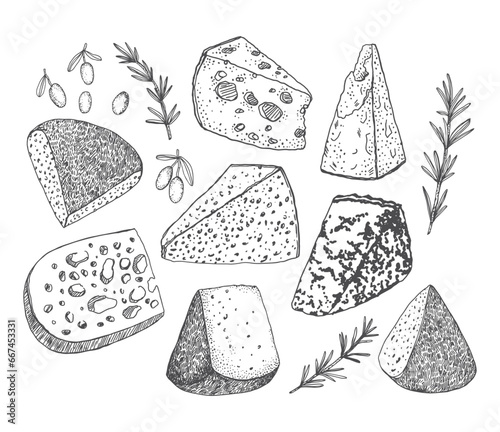 Cheeses olives rosemary vector hand drawn illustration
