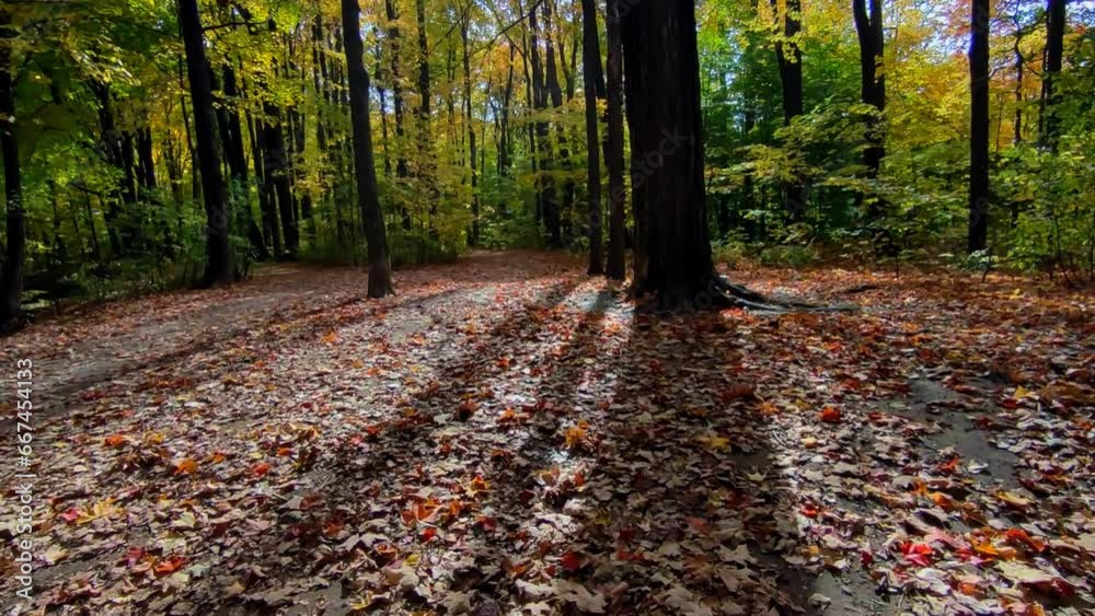 Walking the footpath with autumn leaf colour. Walking the footpath with autumn leaf colour.