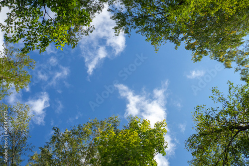 Sky and trees. Looking at the blue sky and clouds through the tops of green trees.
