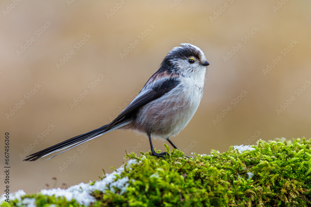 Schwanzmeise (Aegithalos caudatus) Schwanzmeise (Aegithalos caudatus)