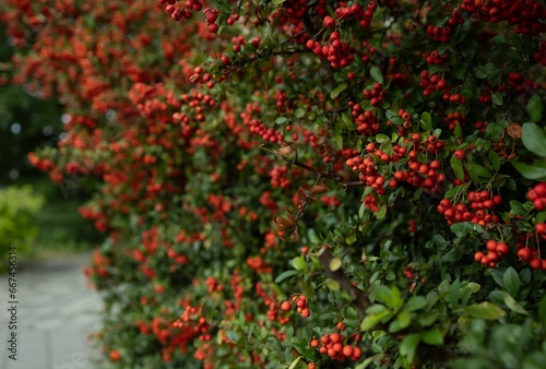 Vibrant Pyracantha angustifolia suspended from a lush green branch in a tranquil park setting