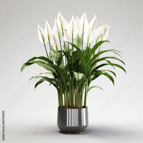 Peace Lily  Spathiphyllum   Studio Shot Isolated on Clear Background  Generative AI