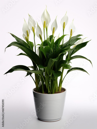 Peace Lily  Spathiphyllum   Studio Shot Isolated on Clear Background  Generative AI