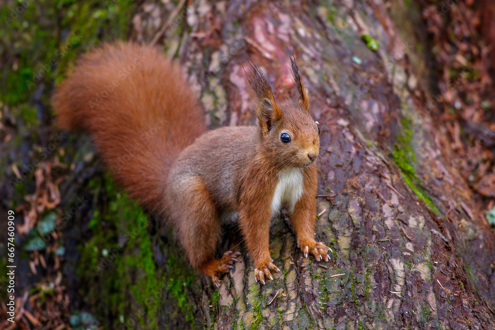 Eichhörnchen (Sciurus vulgaris) Eichhörnchen (Sciurus vulgaris)