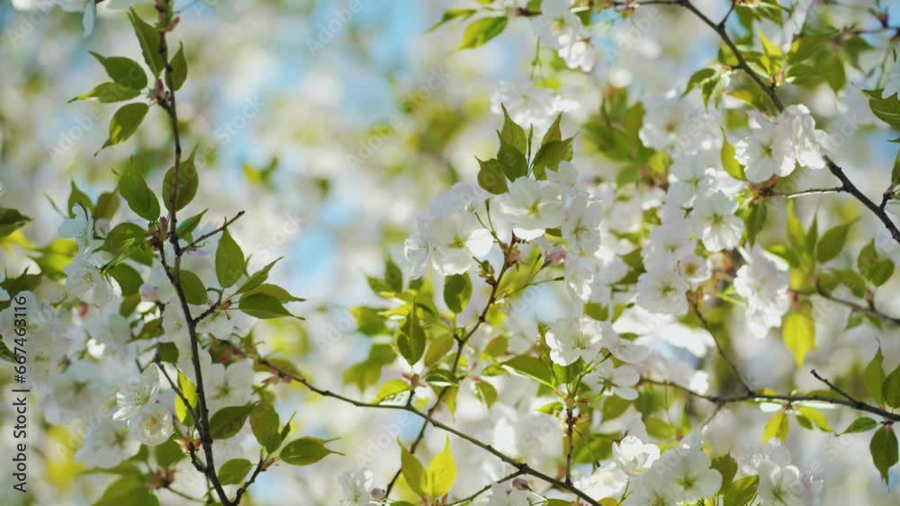 Beautiful Sakura tree Blooming in Spring. Branch in the wind. Beautiful Sakura tree Blooming in Spring. Branch in the wind.