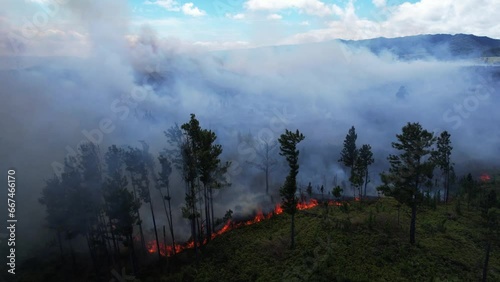 Wildfire aerial view. Fire and smoke. Burning forest. Natural disaster from climate change. Dry grass and trees burns. High summer temperature. Smoke of wildfire comes up. Tropical jungle in smog