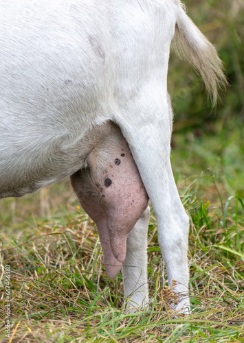 Wallpaper Mural Close-up of a goat's tits in nature Torontodigital.ca