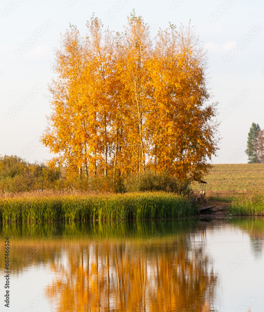 Tree in autumn reflection of lake water. Background