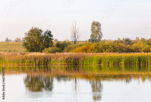 Trees with reeds on a lake in summer
