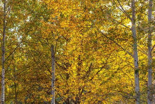Yellow leaves on an aspen in autumn