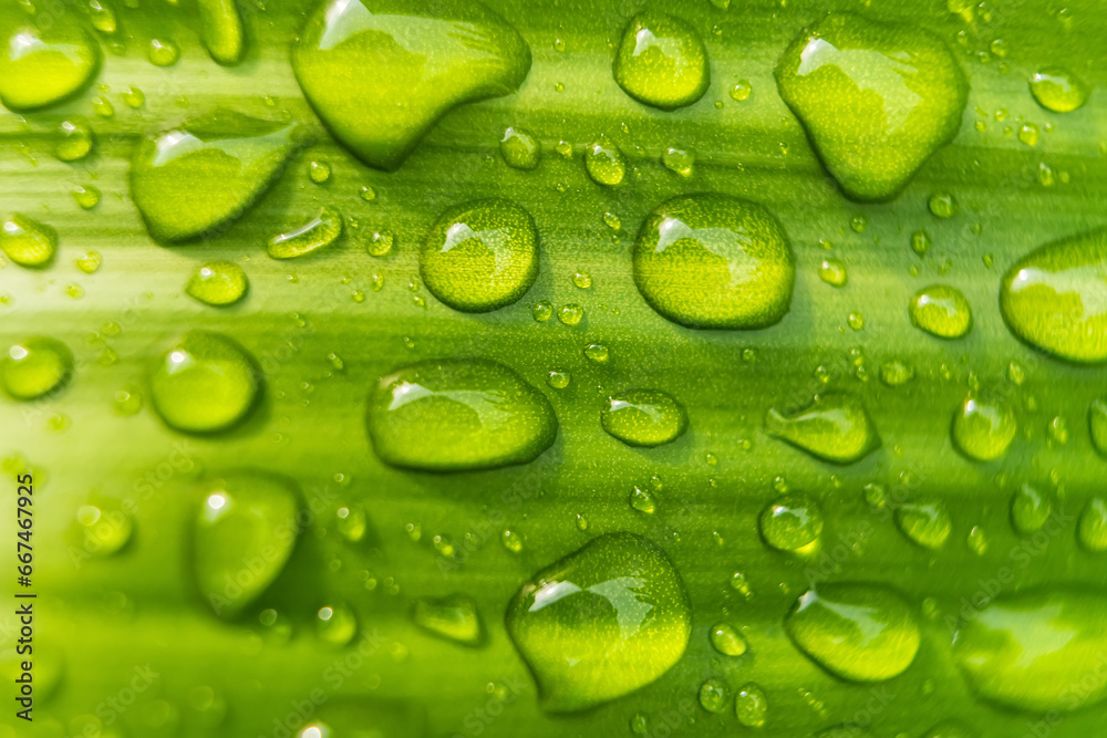 Macro closeup of Beautiful fresh green leaf with drop of water after the rain in morning sunlight nature background. Macro closeup of Beautiful fresh green leaf with drop of water after the rain in morning sunlight nature background.