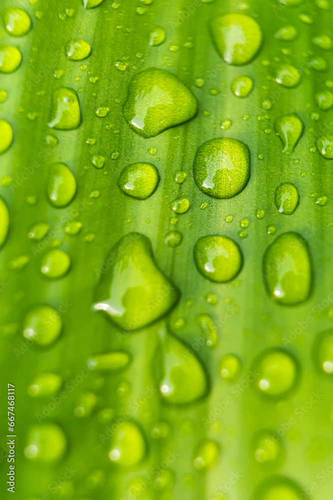 Macro closeup of Beautiful fresh green leaf with drop of water after the rain in morning sunlight nature background.