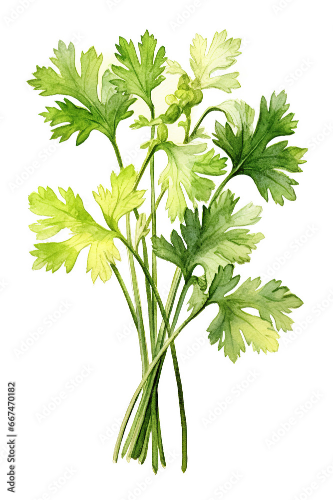 celery watercolor clipart cute isolated on white background celery watercolor clipart cute isolated on white background