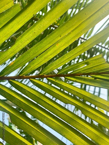 coconut leaves exposed to morning sunlight