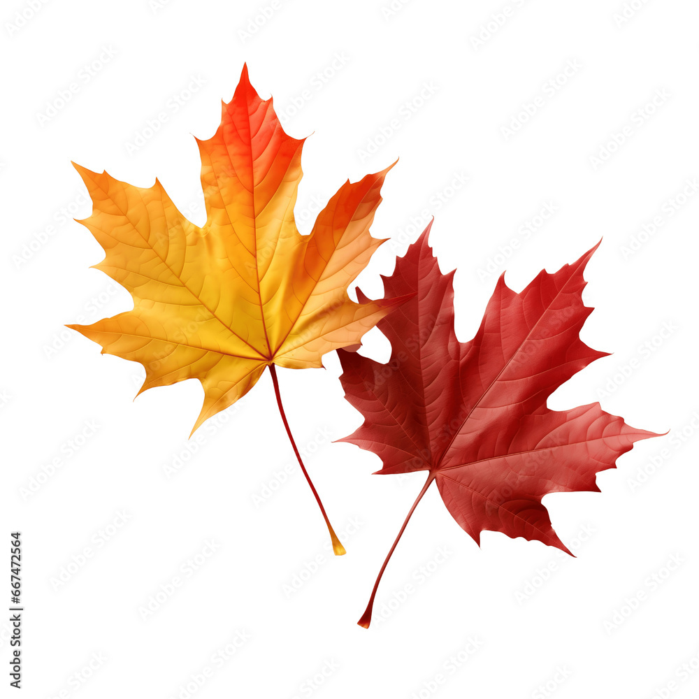 Obraz premium Autumn maple leaves of different colors isolated on white background 