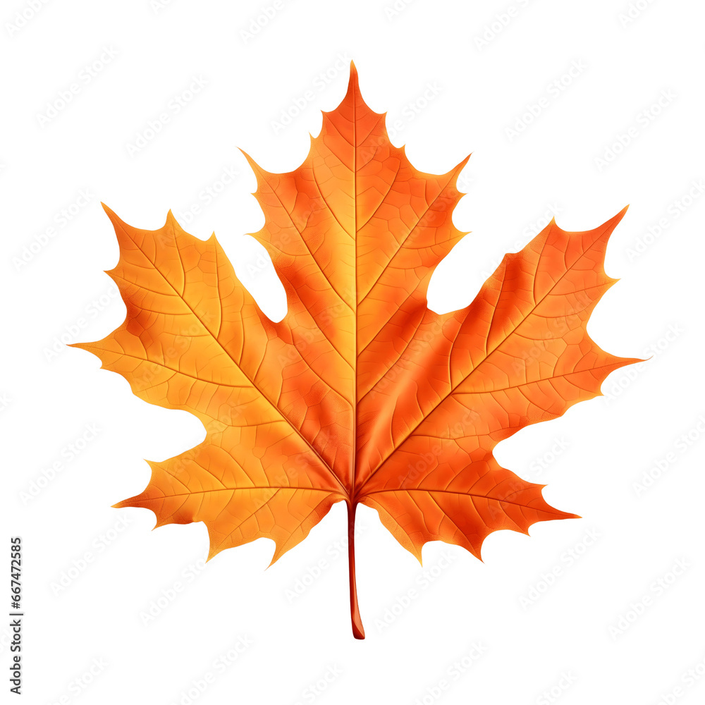 Autumn maple leaf isolated on white. Multicolored fallen autumn leaves on transparent background Autumn maple leaf isolated on white. Multicolored fallen autumn leaves on transparent background