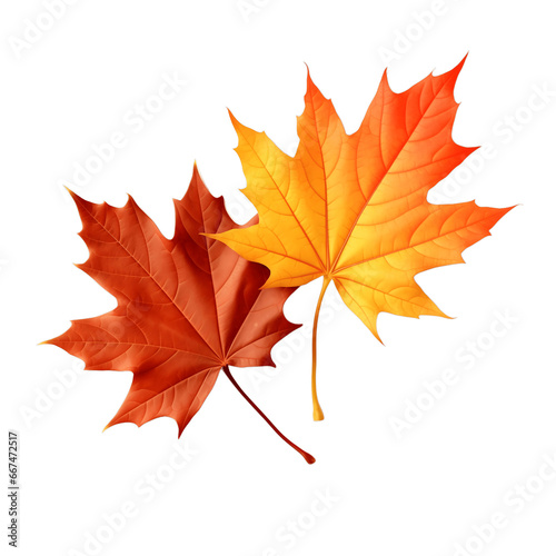 Multicolored fallen autumn maple leaves isolated on white background 