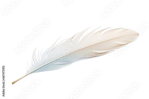 Feather Isolated