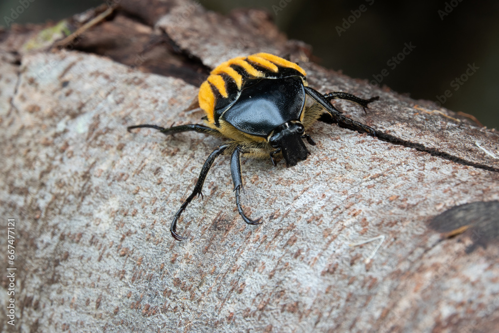 Hairy-backed Chafer (Trichaulax macleayi) beetle. Hairy-backed Chafer (Trichaulax macleayi) beetle.