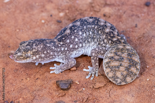 Australian Eastern Deserts Fat-tailed Gecko