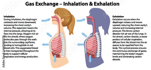 Gas Exchange in Human Anatomy: A Cartoon Illustration