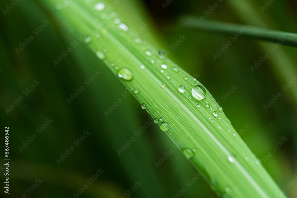 Clear raindrops on the green grass after the rain in the daytime. Photo for wallpaper and background. Nature photo looks nice and refreshing. Clear raindrops on the green grass after the rain in the daytime. Photo for wallpaper and background. Nature photo looks nice and refreshing.