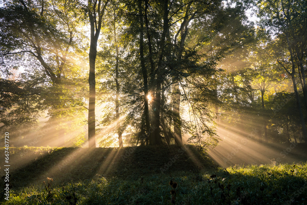 Fototapeta premium Autumn morning in the park, sunbeams shining through fog and trees 