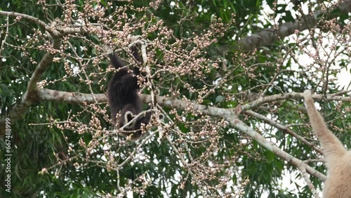 Seen hanging on as it reaches for fruits and then a white individual swings by, White-handed Gibbon or Lar Gibbon Hylobates lar, Thailand photo