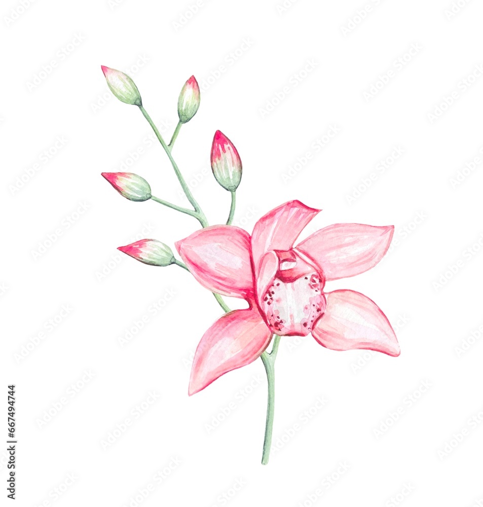 Hand drawn pink orchid flower, watercolor