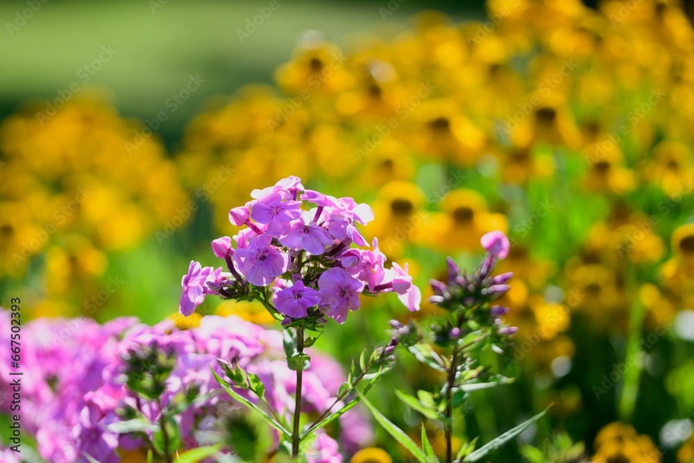 Purple flower on a blurry background of yellow flowers in the sunlight. Purple flower on a blurry background of yellow flowers in the sunlight.