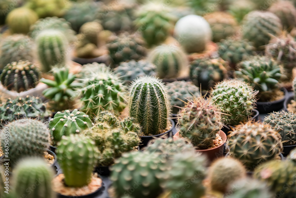 Group of cactus in a pot at the plant market in Thailand. Group of cactus in a pot at the plant market in Thailand.