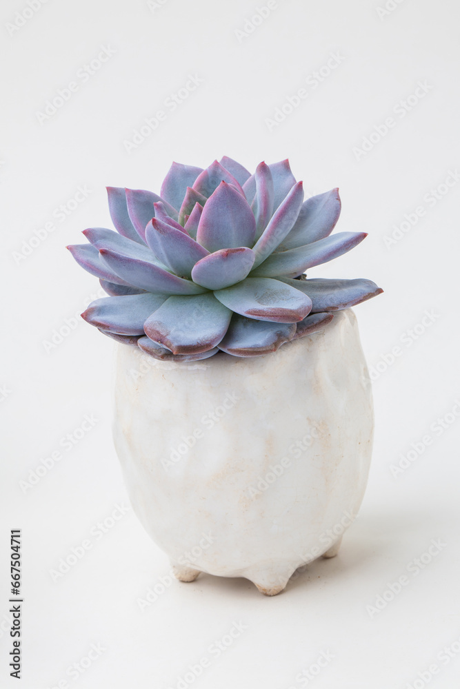 Vivid blue Echeveria Trumso succulent houseplant flower rosette in white ceramic pot on white background Vivid blue Echeveria Trumso succulent houseplant flower rosette in white ceramic pot on white background