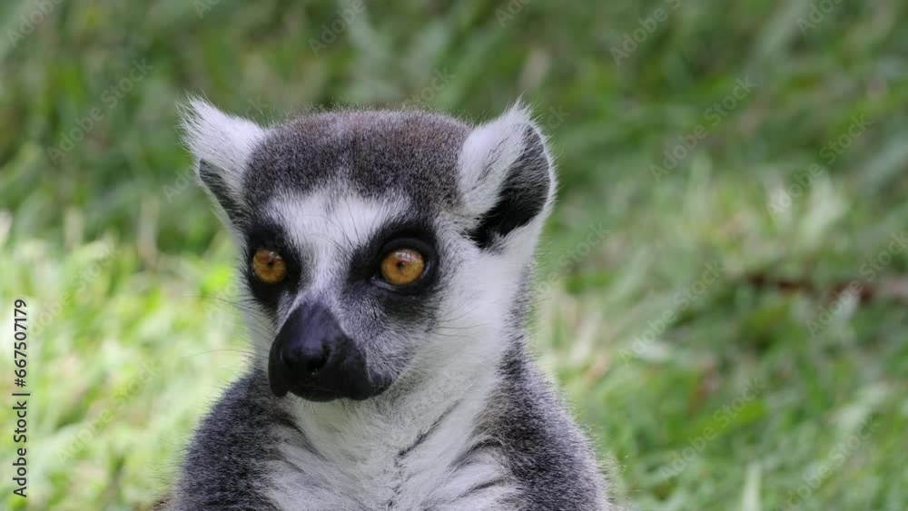 Close up view of a cartoon lemur in a nature setting with a blurred background. Close up view of a cartoon lemur in a nature setting with a blurred background.