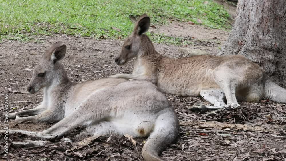 Kangaroos peacefully resting on the ground in their natural habitat. Kangaroos peacefully resting on the ground in their natural habitat.