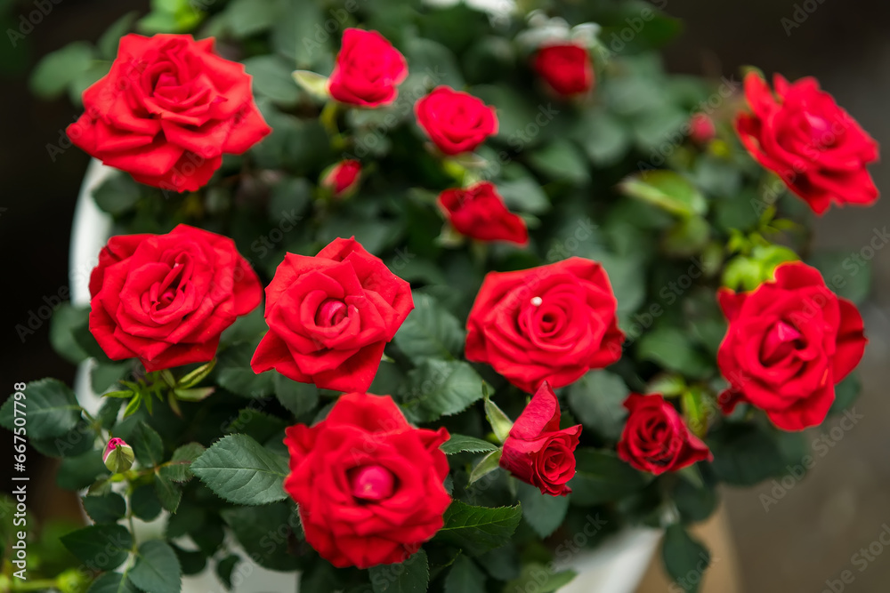 Beautiful roses on the bush in blooming season at the plant market in Thailand. Beautiful roses on the bush in blooming season at the plant market in Thailand.