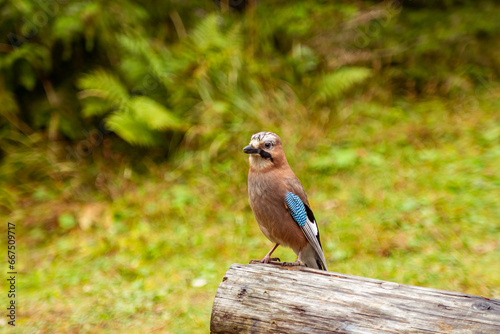 A series of photographs of a beautiful and bright bird in the wild