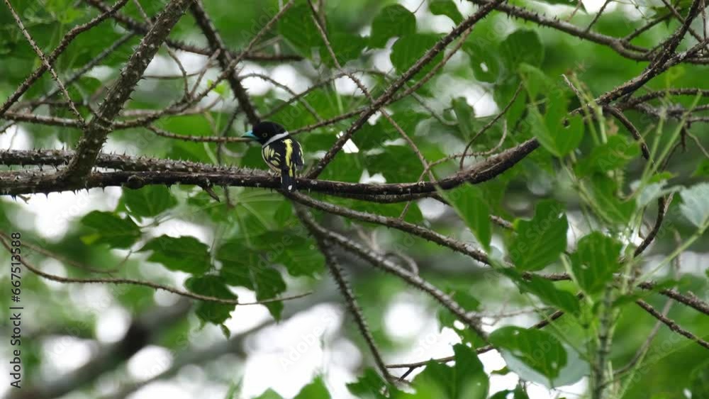 Seen from its back on a thorny branch looking to the left while the forest wind blows hard, Black-and-yellow Broadbill Eurylaimus ochromalus, Thailand Seen from its back on a thorny branch looking to the left while the forest wind blows hard, Black-and-yellow Broadbill Eurylaimus ochromalus, Thailand