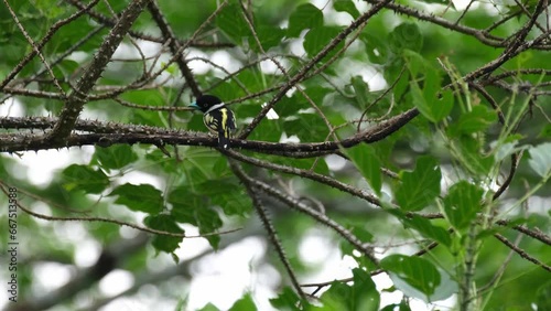 Seen from its back on a thorny branch looking to the left while the forest wind blows hard, Black-and-yellow Broadbill Eurylaimus ochromalus, Thailand photo