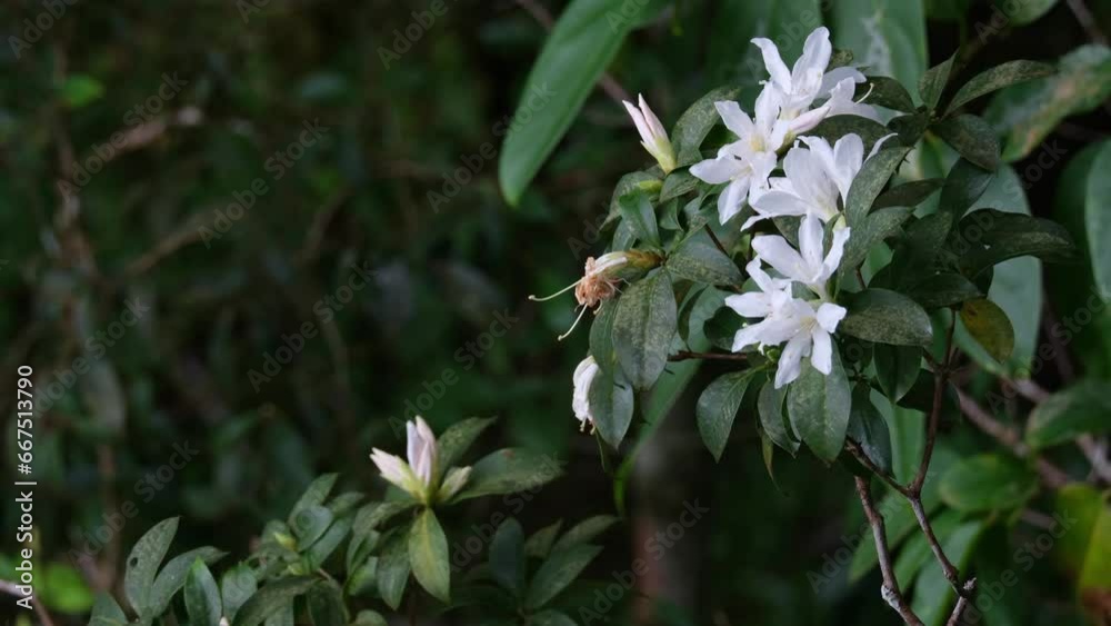 White Wildflowers moving with some wind deep in the forest, Thailand White Wildflowers moving with some wind deep in the forest, Thailand