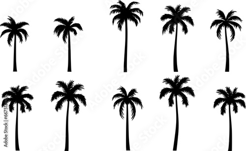 set of palm trees