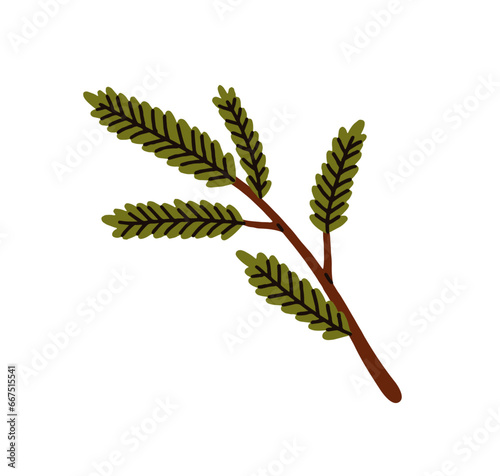 Green tree branch. Evergreen conifer twig. Plant with needles. Winter sprig. ...